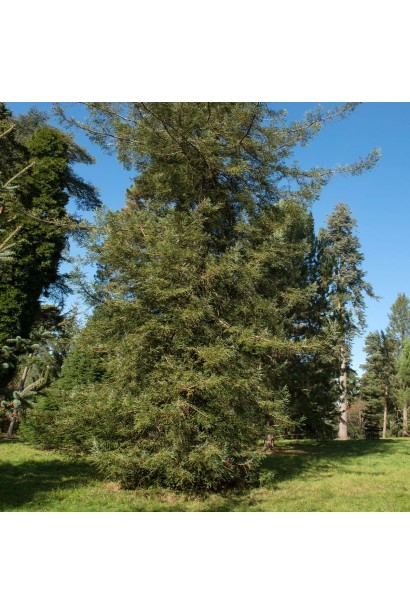 Секвоя Adpressa в дорослому віці